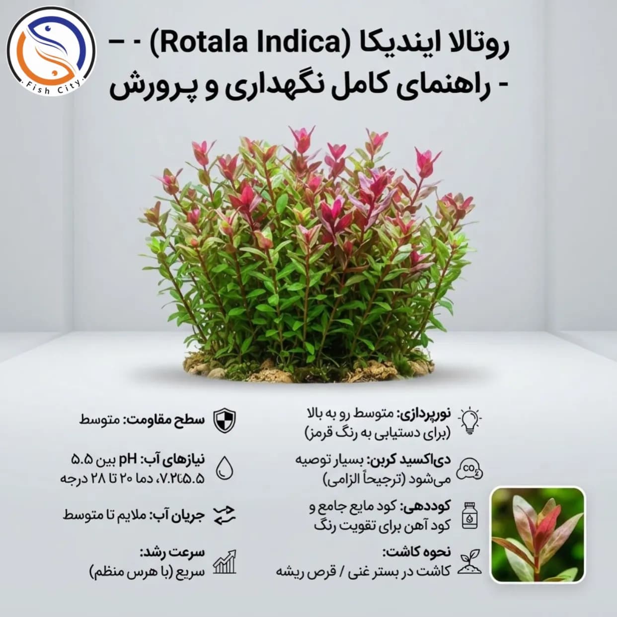 گیاه روتالا ایندیکا گلدانی