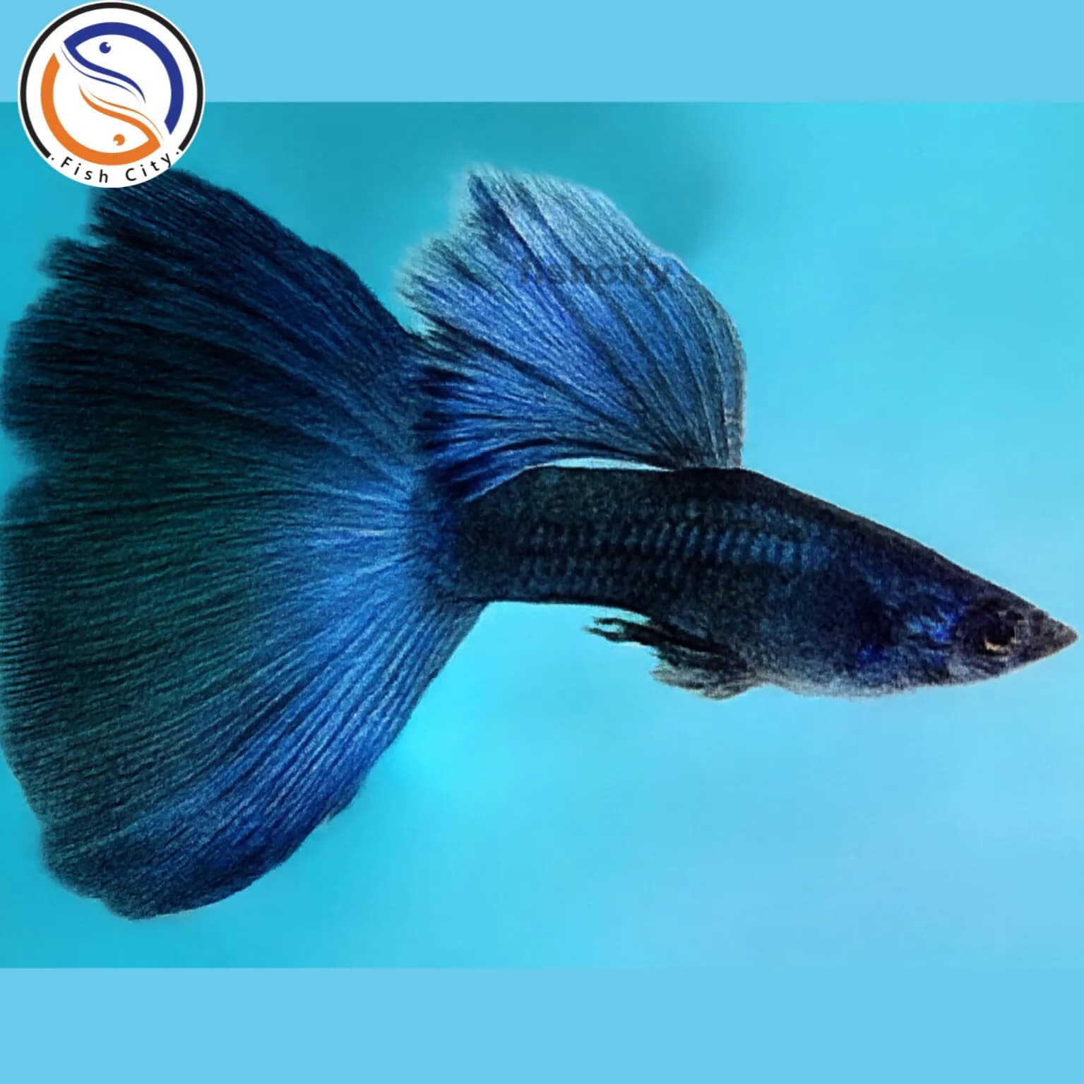ماهی گوپی بلو مسکو (جفتی) سایز4سانت