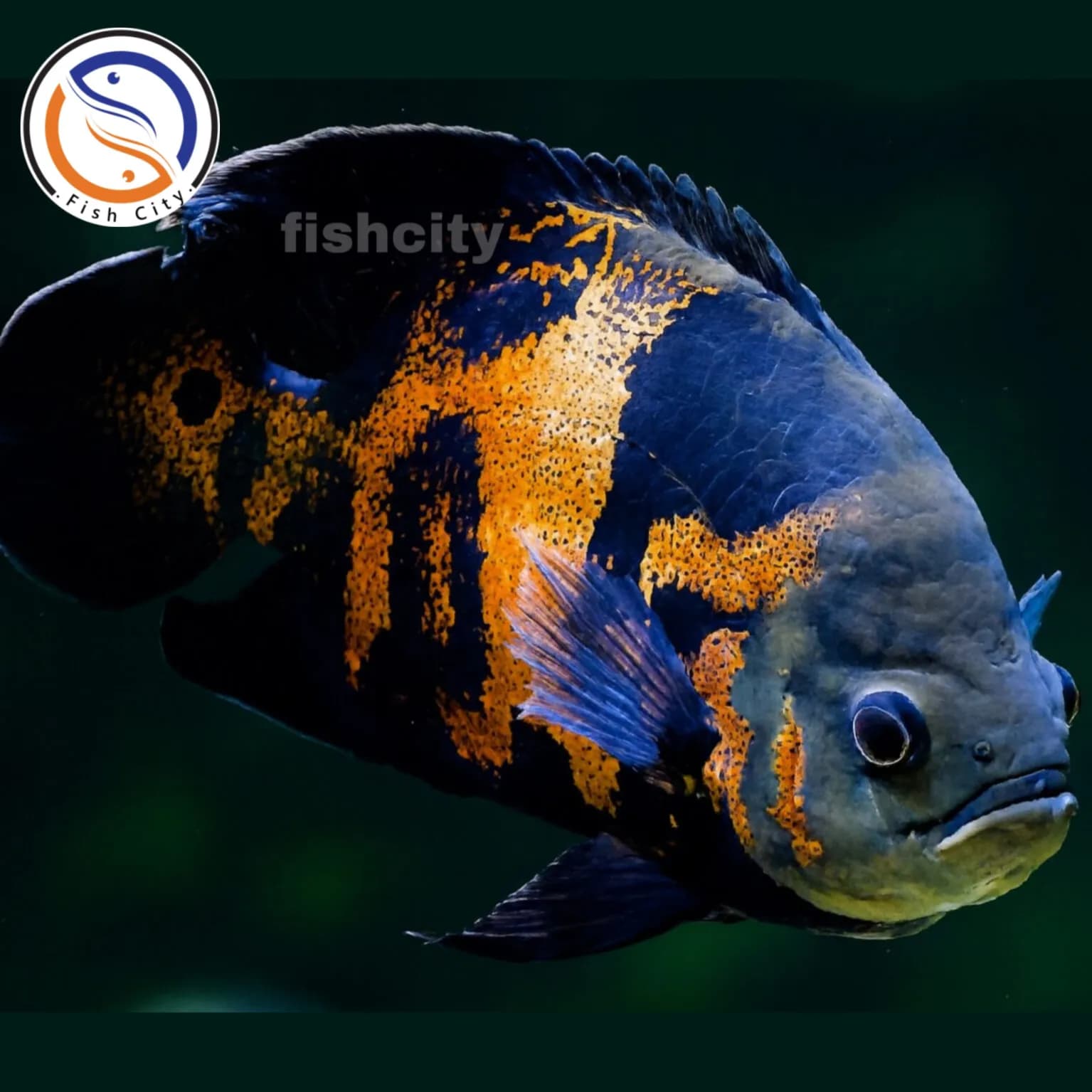 ماهی اسکار تایگر 10سانت