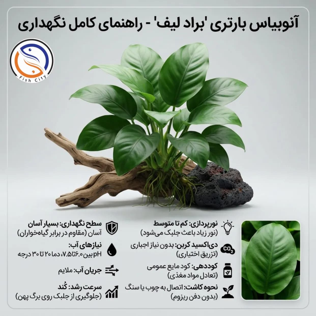 گیاه آنوبیاس بارتری برآودلیف سایز 2XL