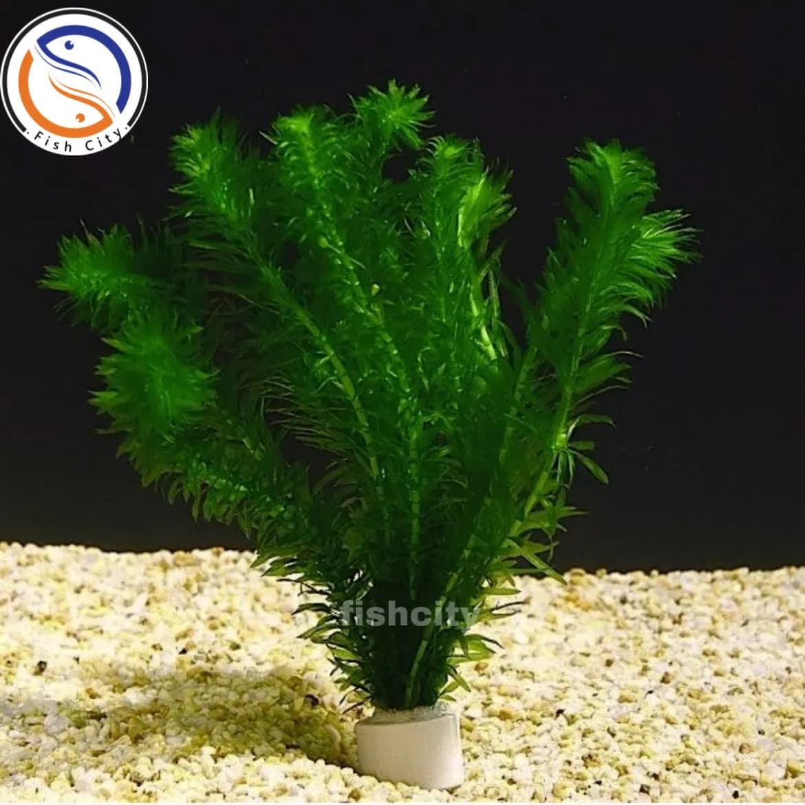 گیاه دم گربه ای / گلدانی