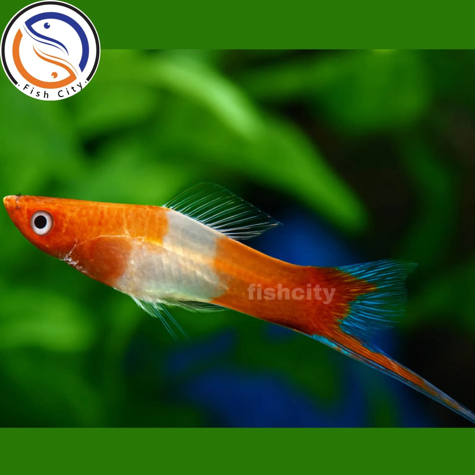 سوارتیل کوی البینو