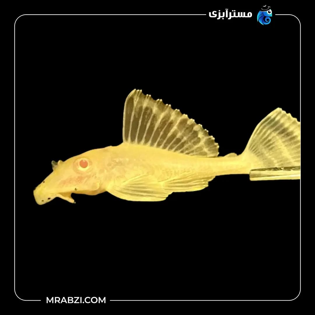 کت شکلاتی — تصویر ۲