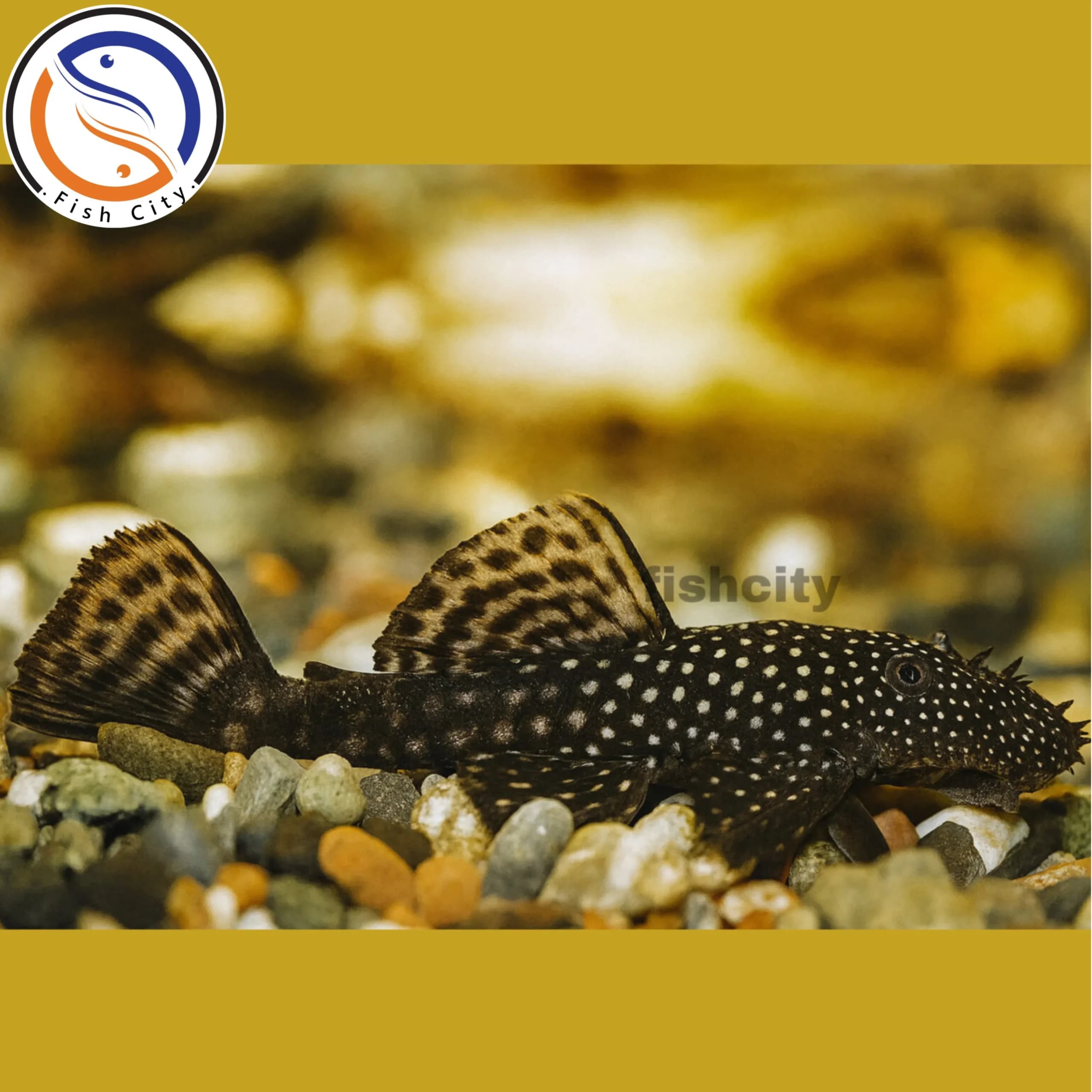 کت پوزه بوته ای باله کوتاه مشکی