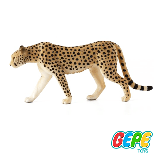 فیگور چیتا نر