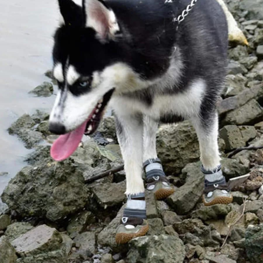 کفش سگ برند Generic — تصویر ۶