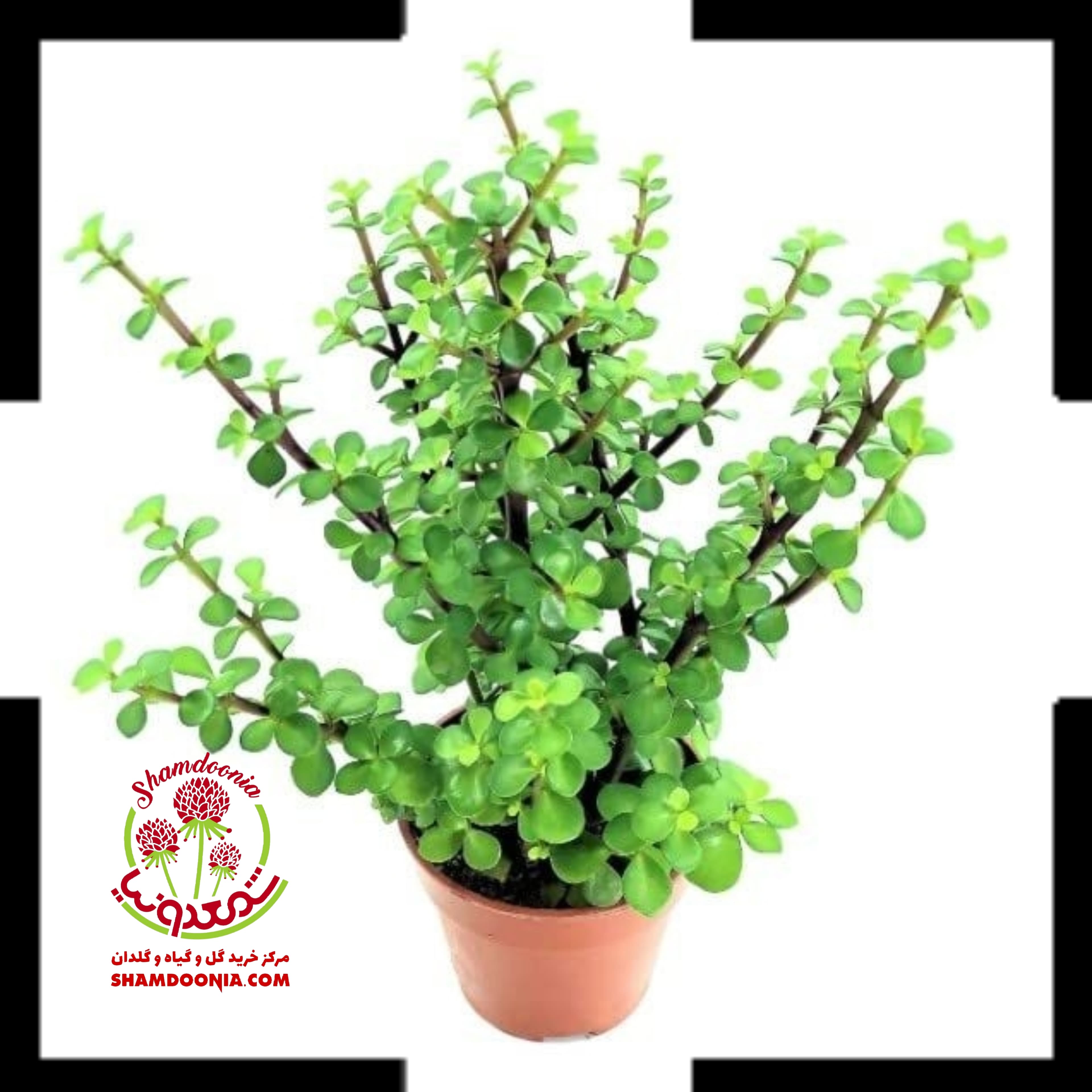 کراسولا خرفه گلدان سایز هشت