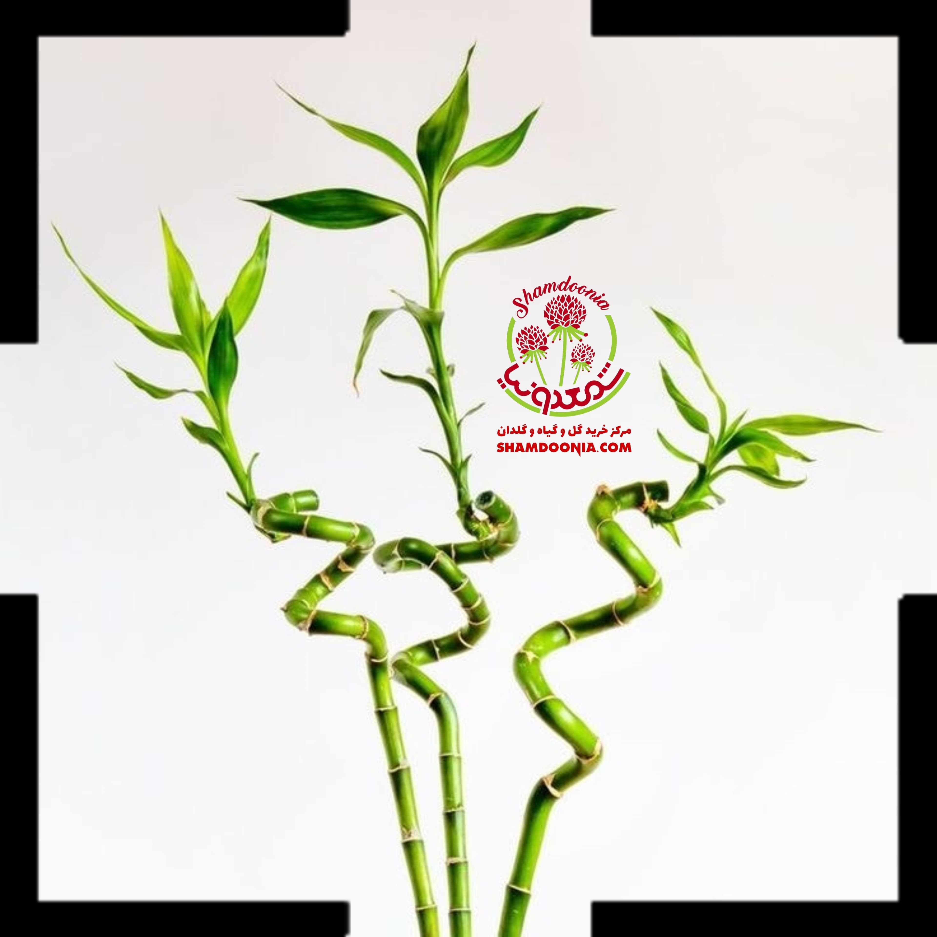 بامبو تایلندی وارداتی درجه دو