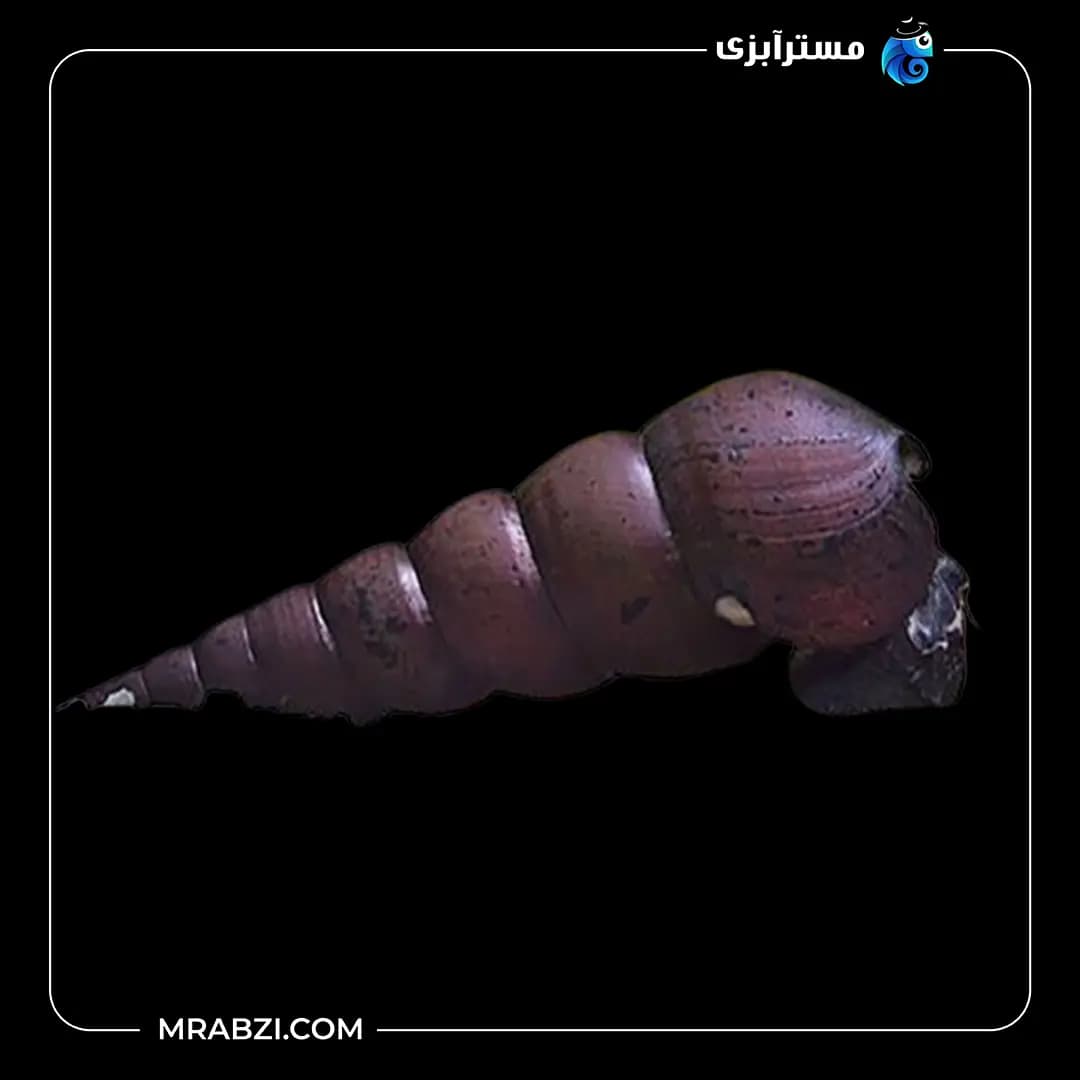 حلزون بلک فانوس — تصویر ۲