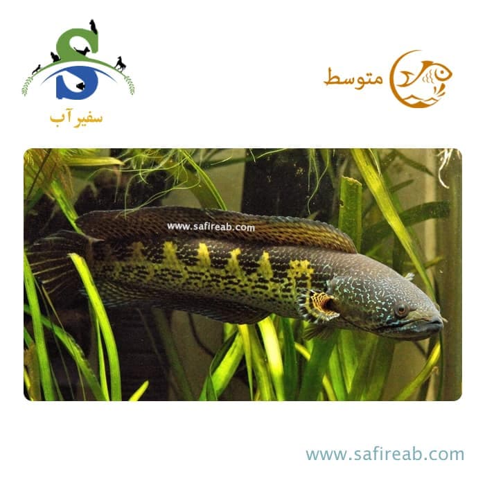 ماهی چانا گلدن کبری — تصویر ۲