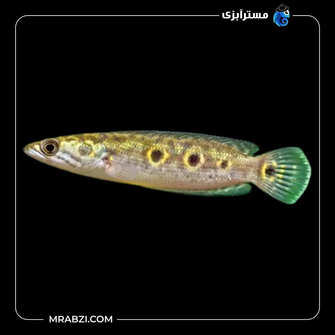 ماهی چانا تری اسپات