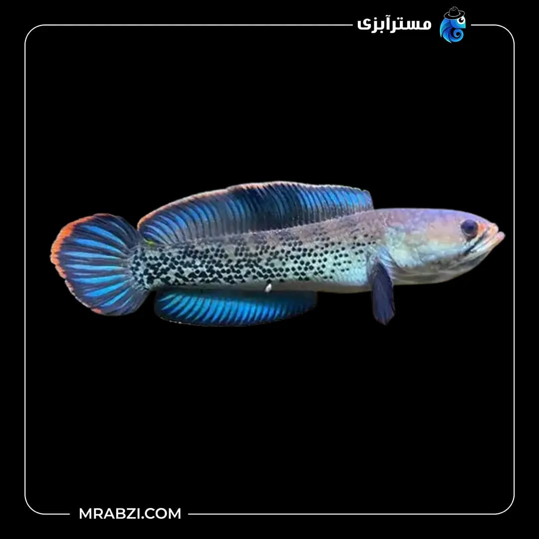 ماهی چانا استیوآرتی