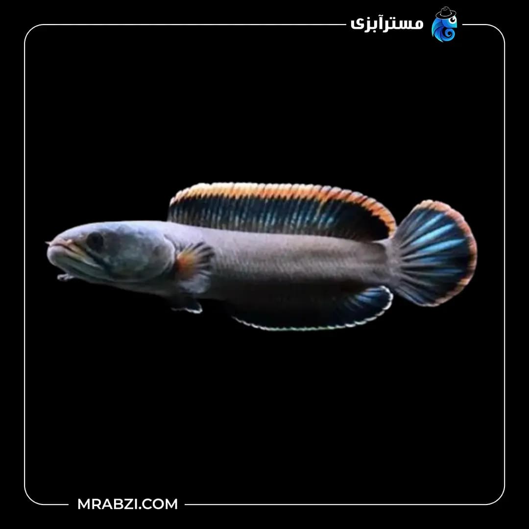 ماهی چانا لیمباتا