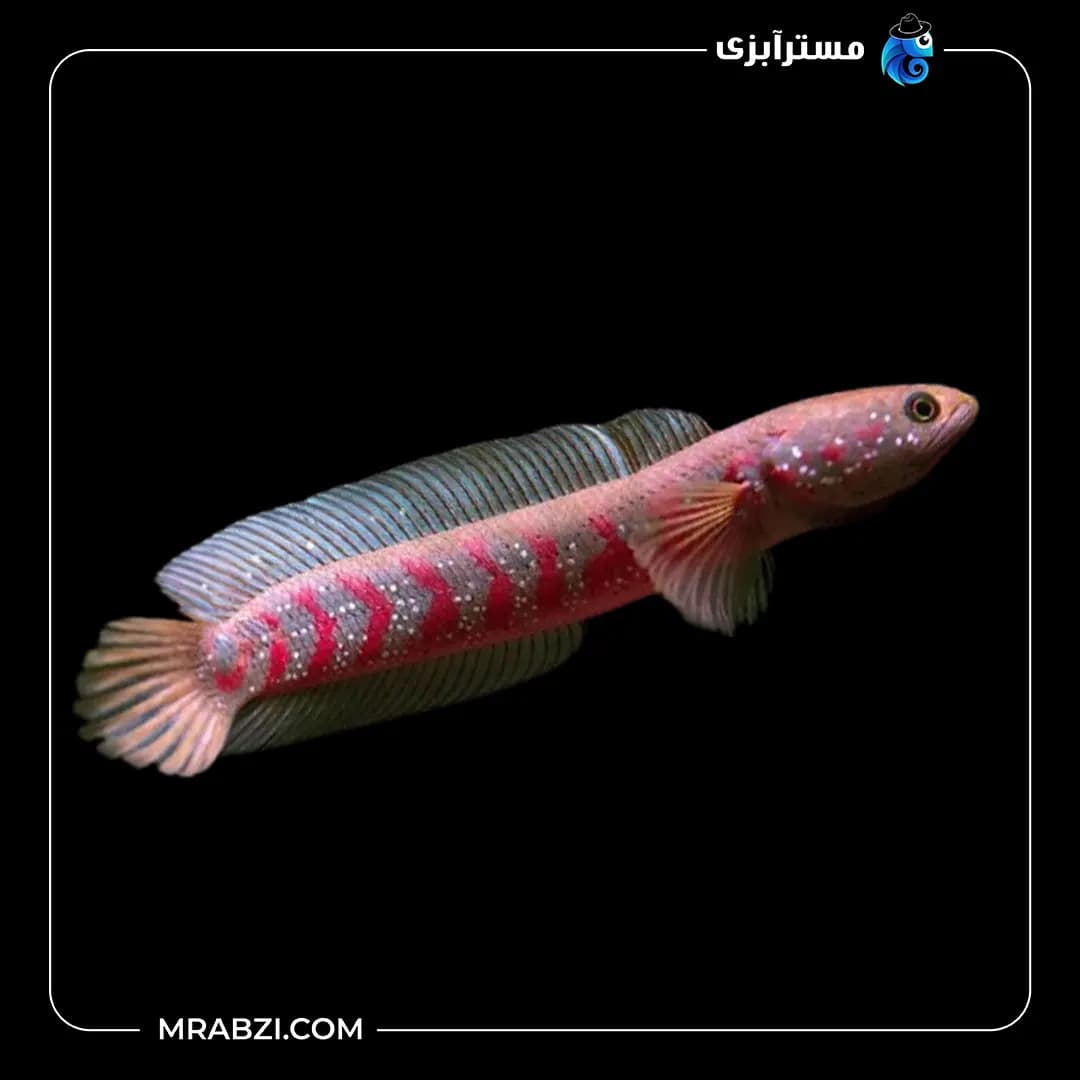 ماهی چانا آسیاتیکا رد استریپ