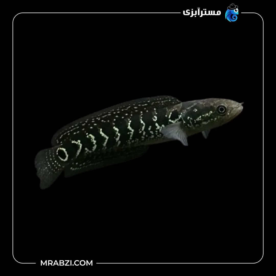 ماهی چانا آسیاتیکا وایت استریپ