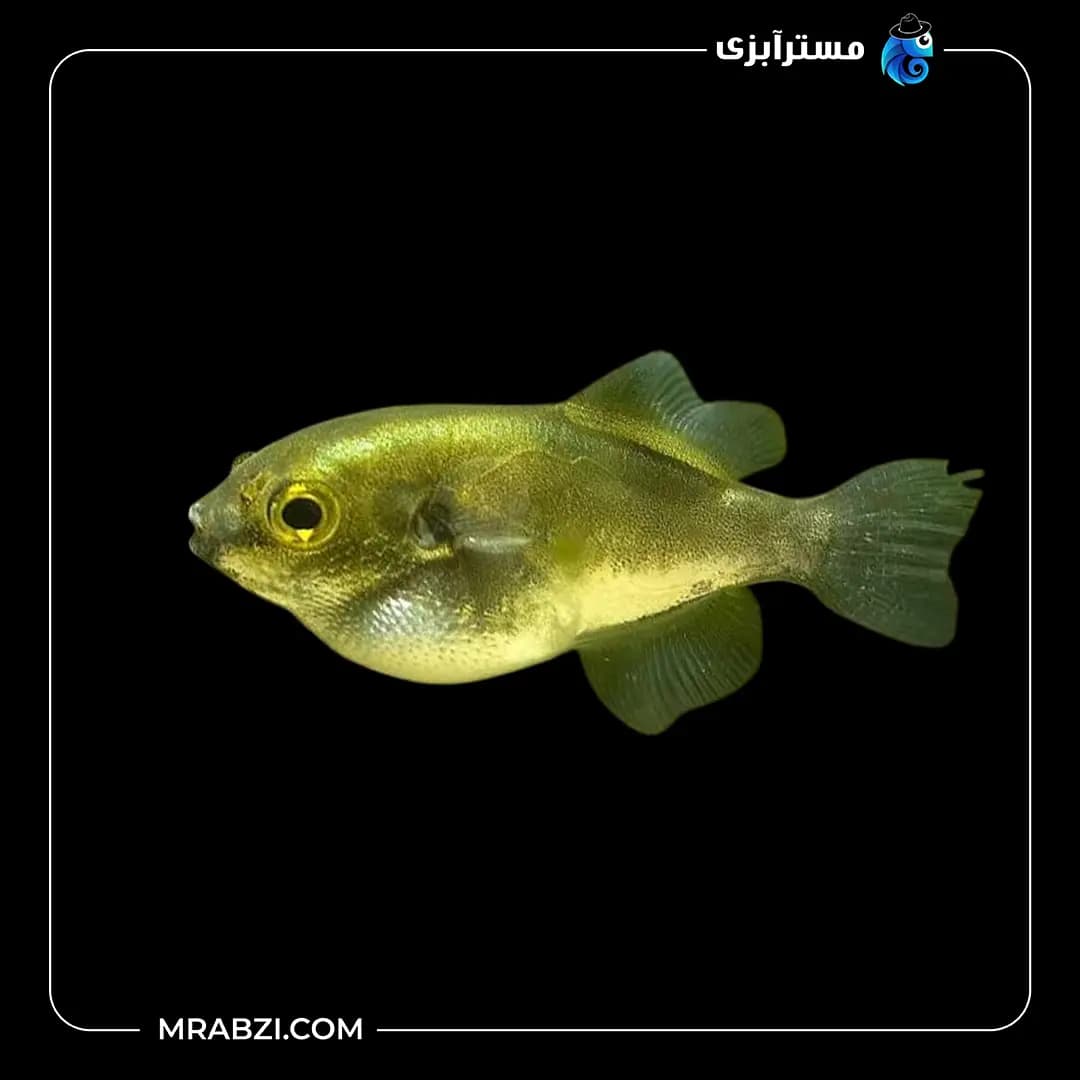 ماهی پافر آووکادو