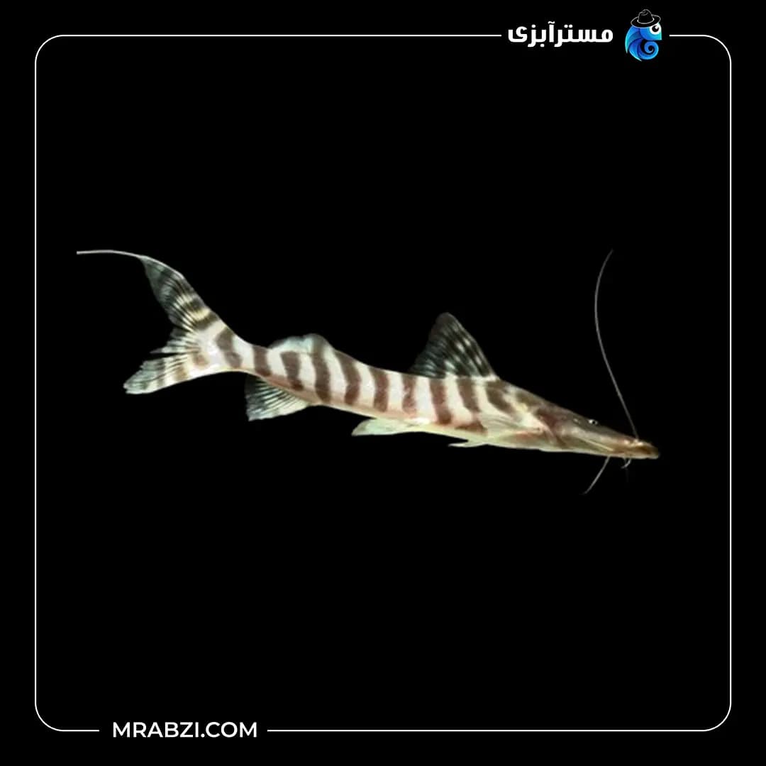 زبرا شاول نوز