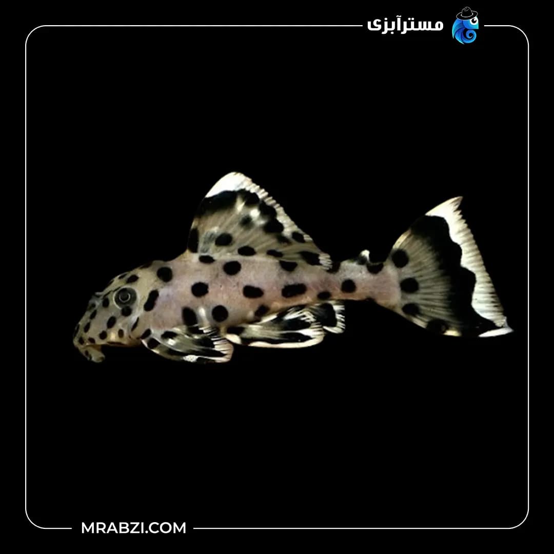 پلیکو سلطان L264
