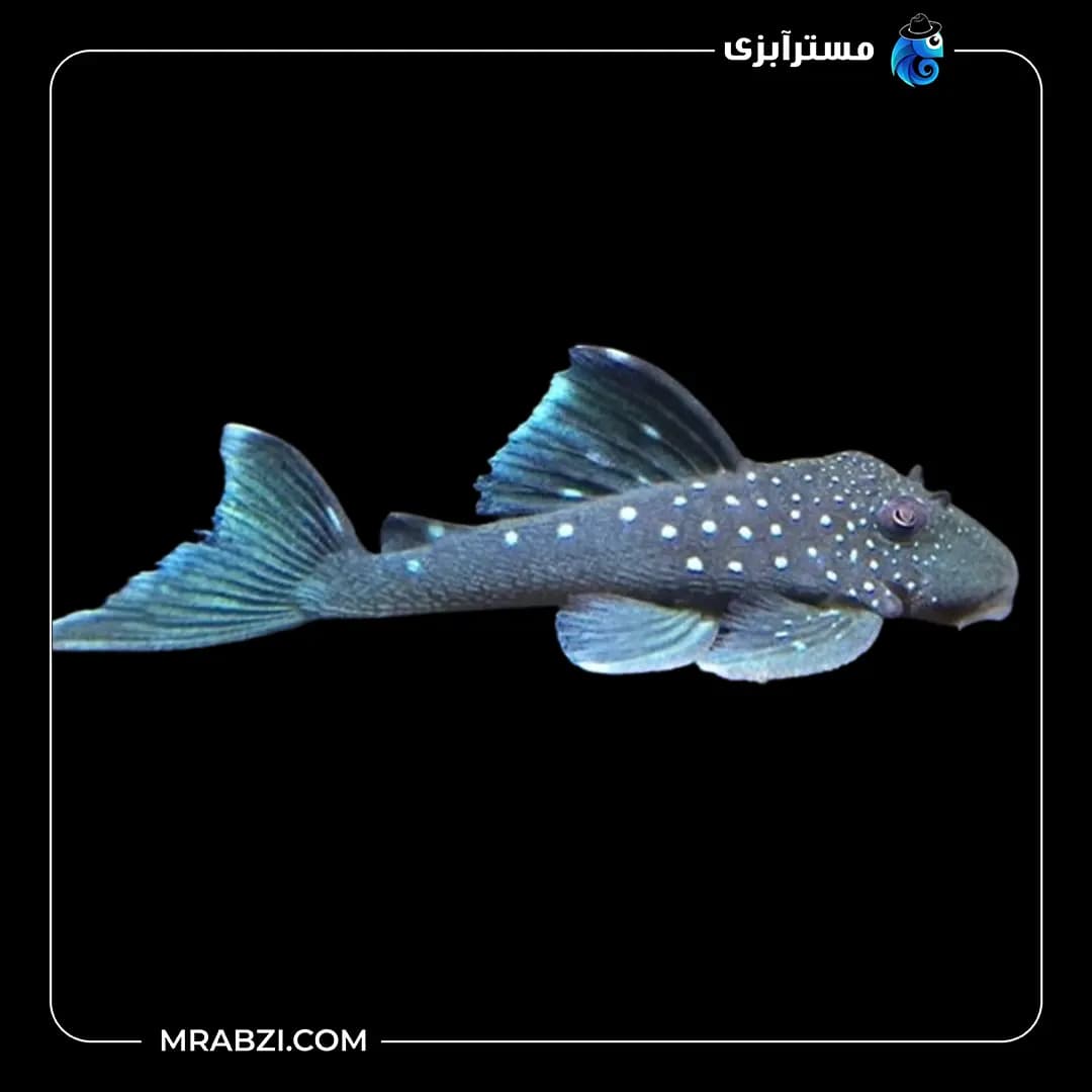 بلو فانتوم پلیکو L128