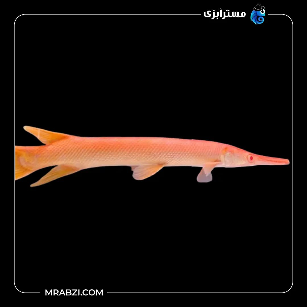 الیگیتور آلبینو