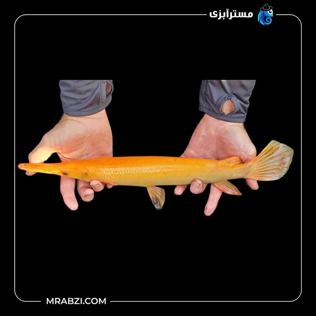 الیگیتور آلبینو — تصویر ۲