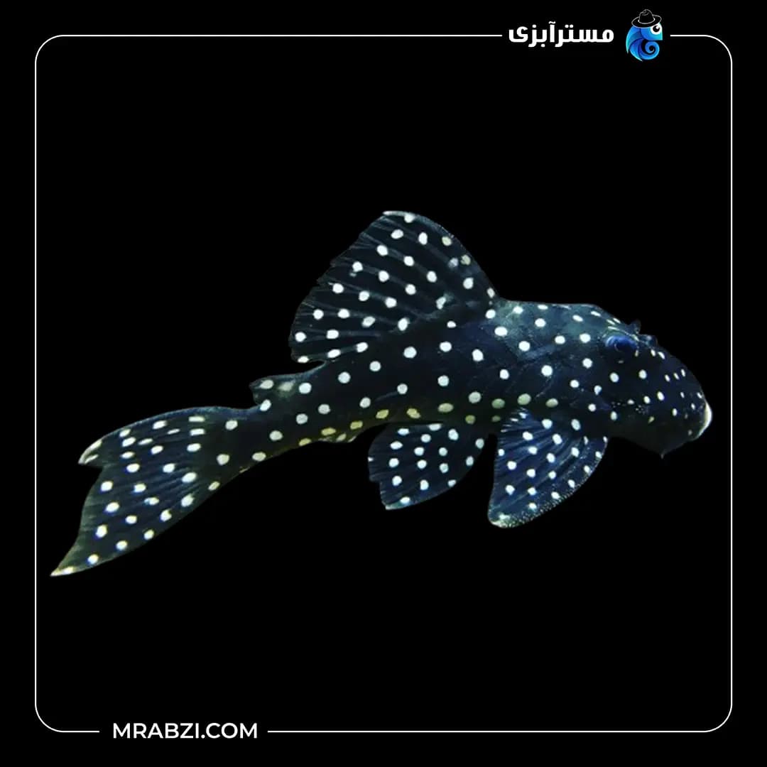 پلکو اسنوبال LDA33