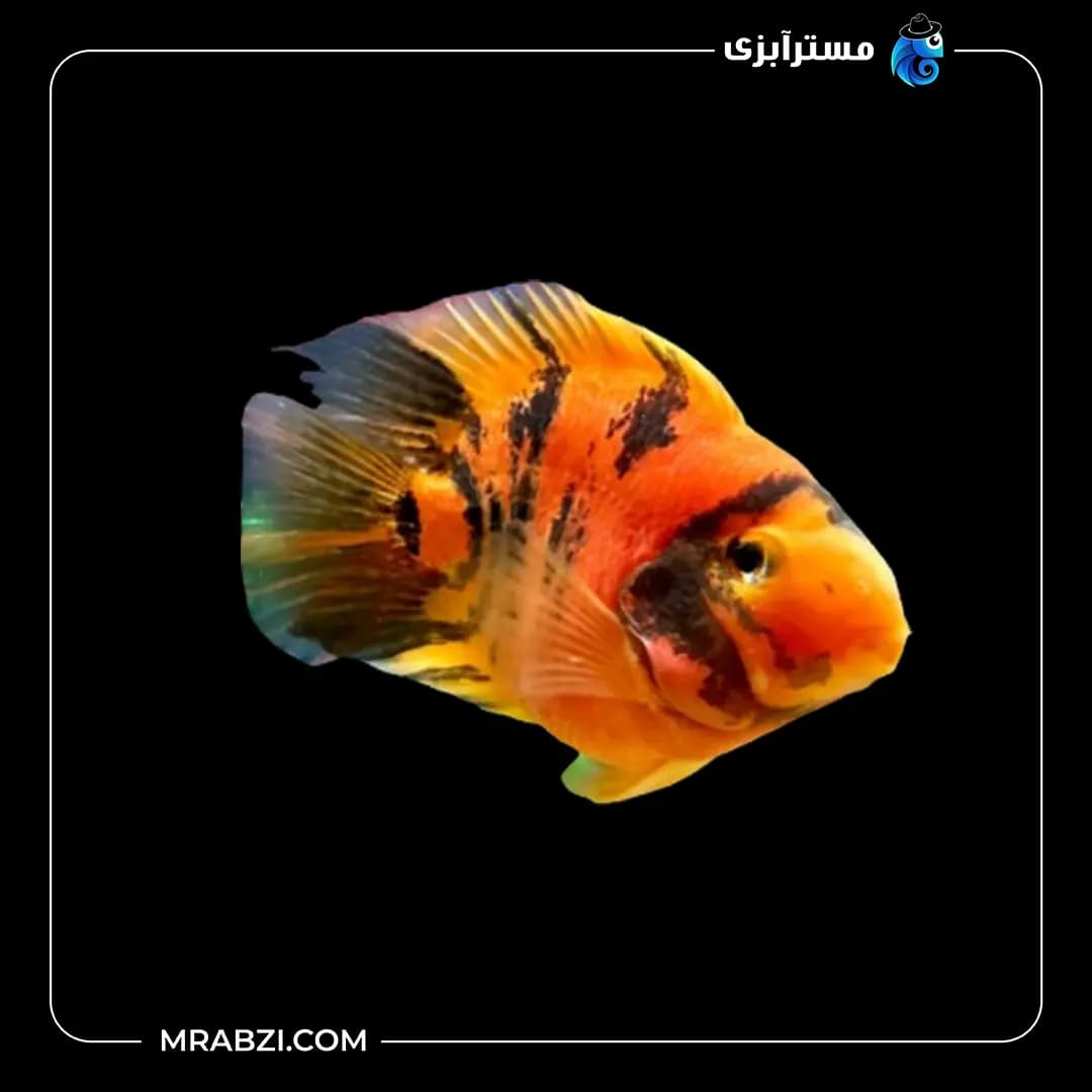 پرت کینگ کنگ تایگر