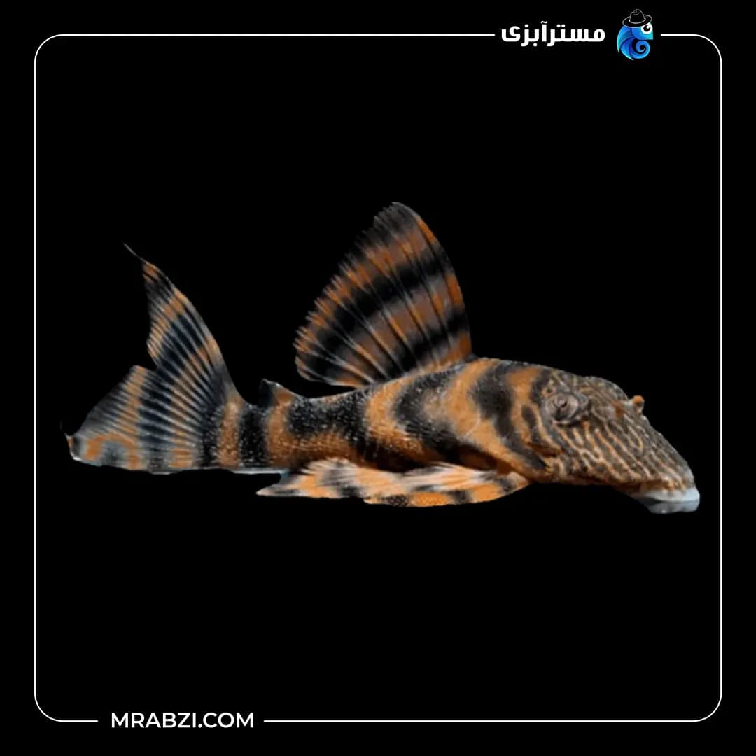 پلکو L397