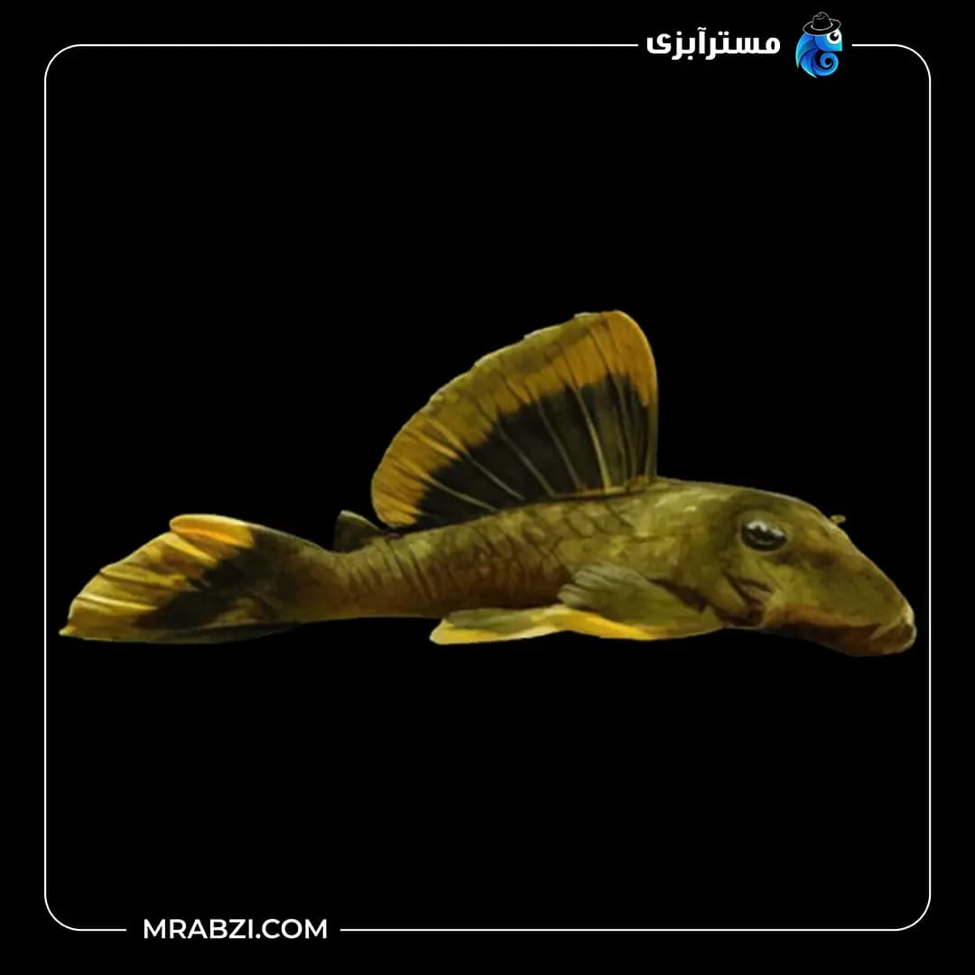پلکو مانگور L47