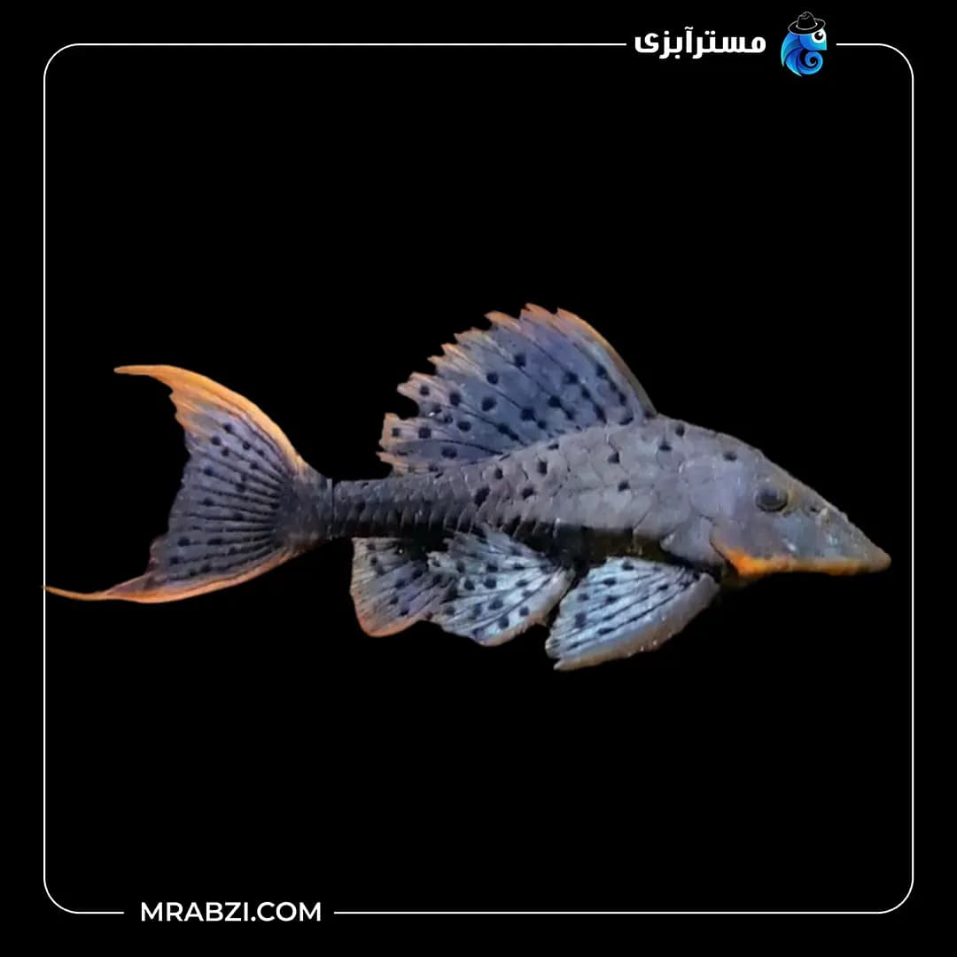 پلیکو ببری باله نارنجی L95