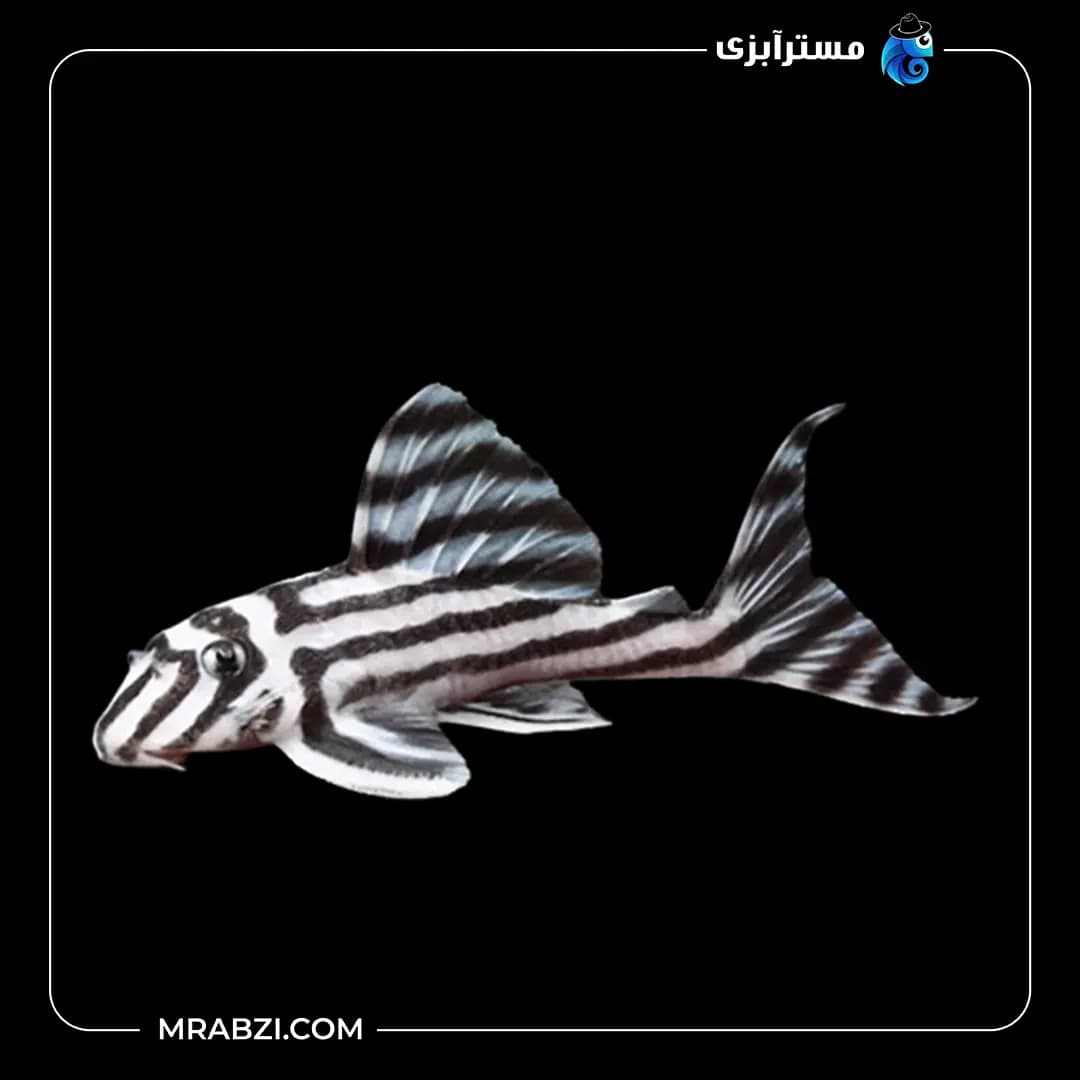 پلکو گورخری L46