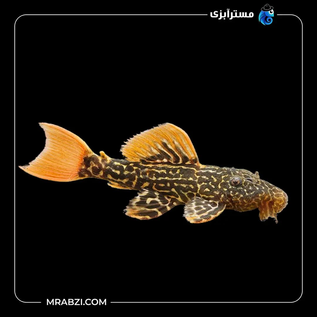 پلکو پلنگی L600