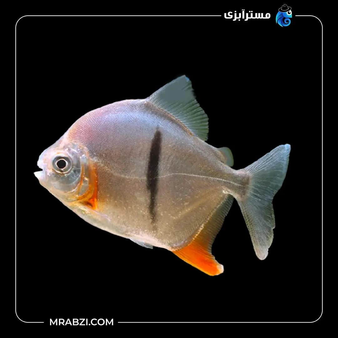 سیلور دالر بلک بار