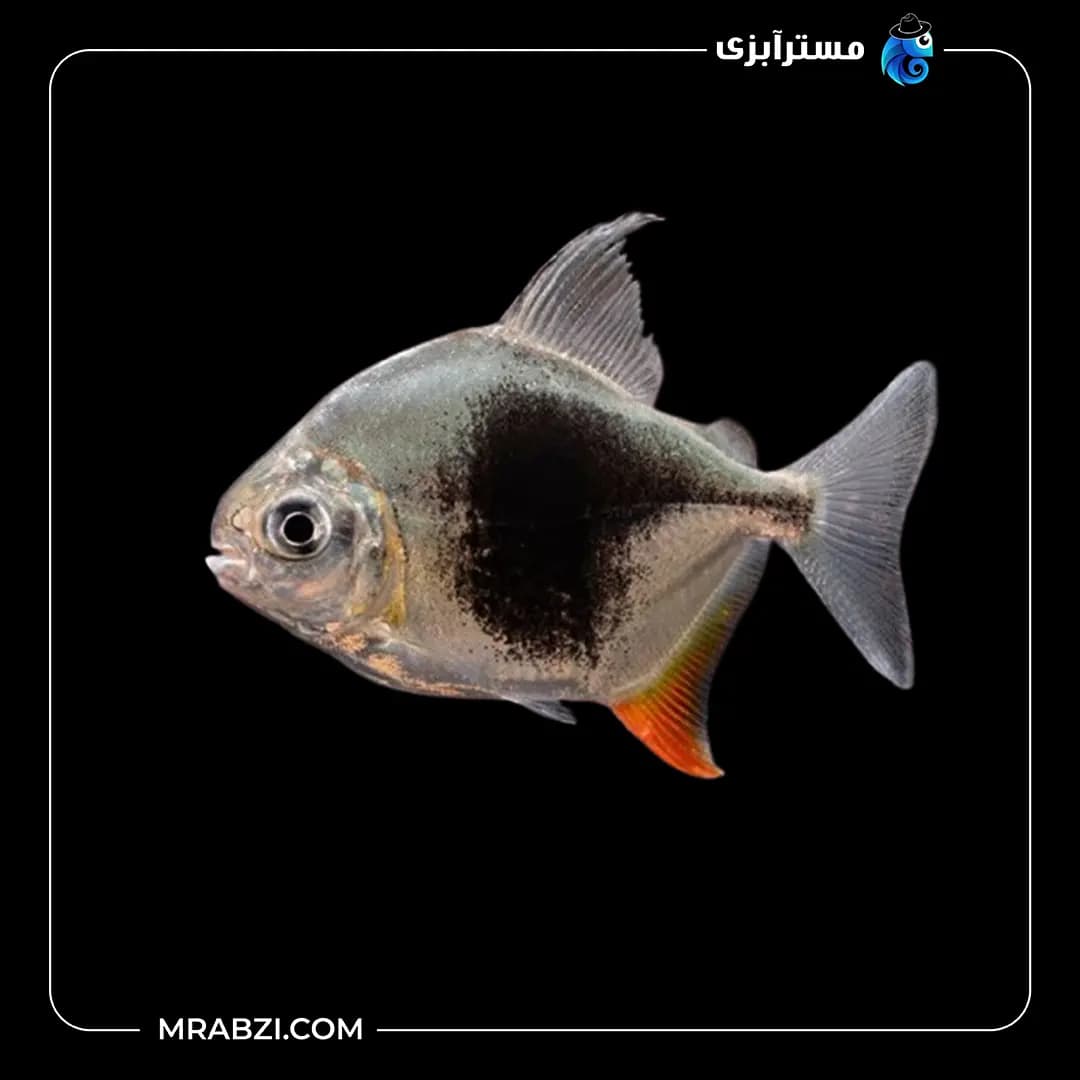 دالر بلک بری