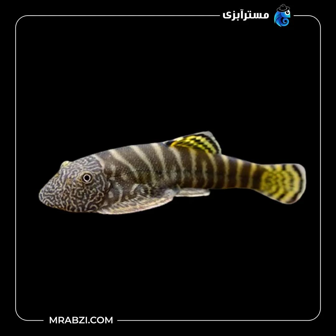 کت سفره زبرا