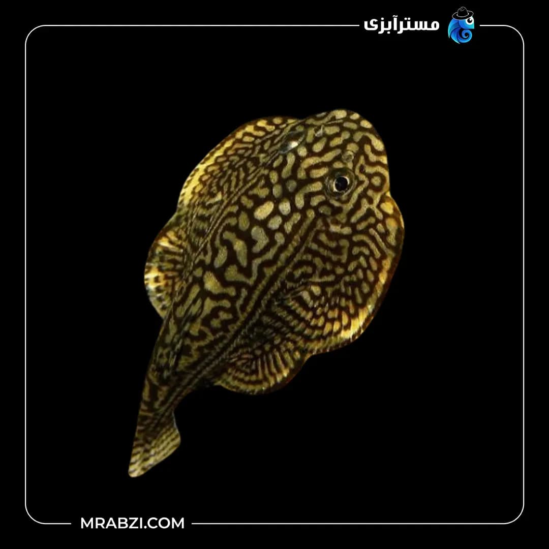 لوچ پروانه ای