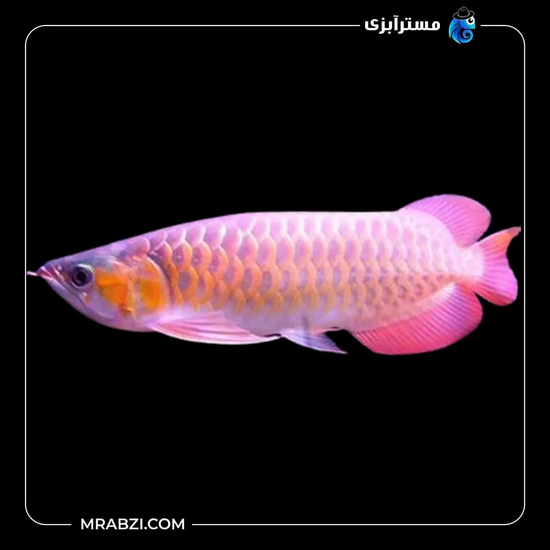 آروانا بانجار رد