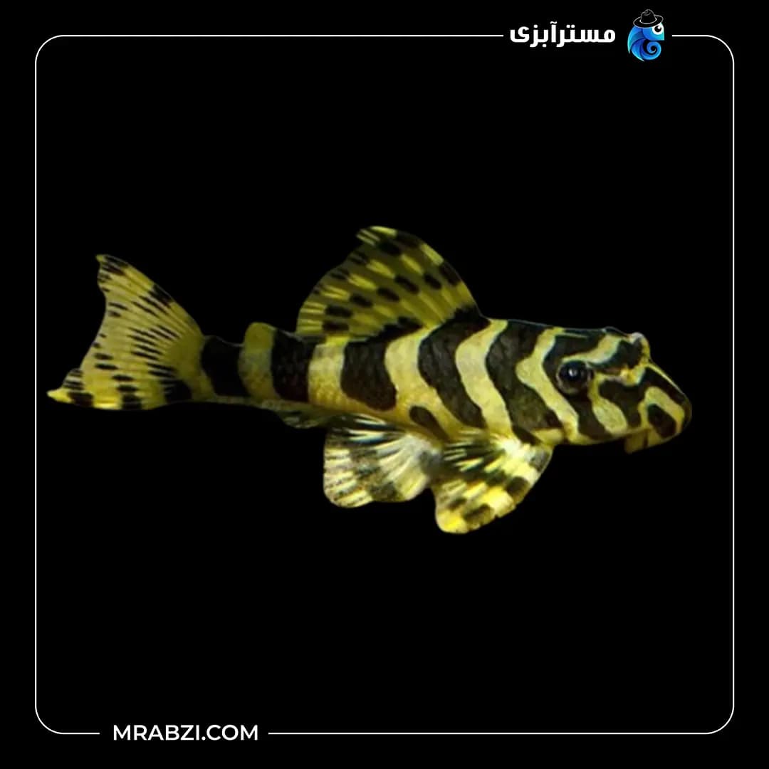 ماهی پلیکو L134