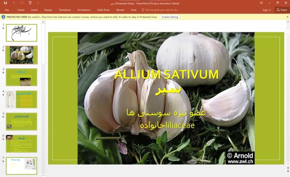 پاورپوینت گیاه سیر – عضو تیره سوسنی ها – خانواده liliaceae