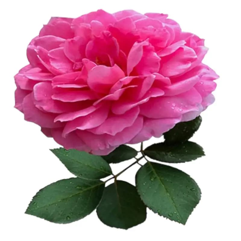 گل محمدی گلدانی