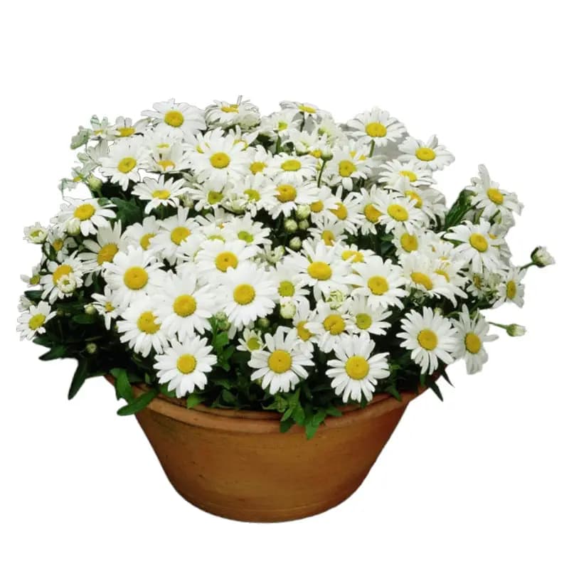 گل مارگریت گلدانی (بابونه زینتی)