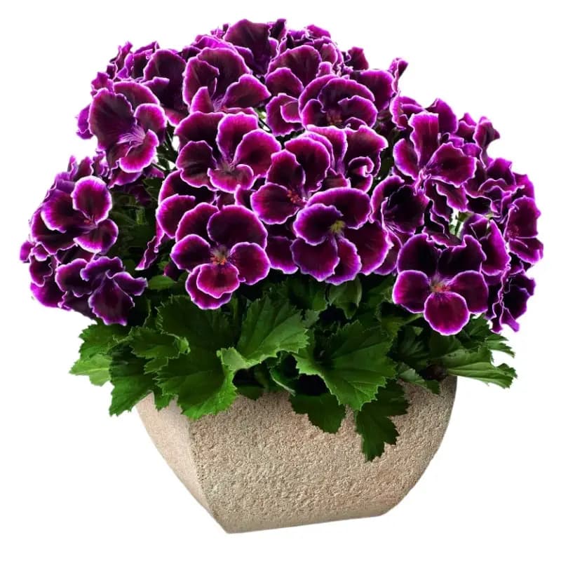 گل شمعدانی اژدر