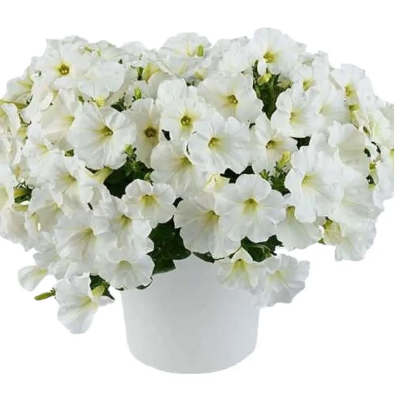 گل اطلسی گلدانی