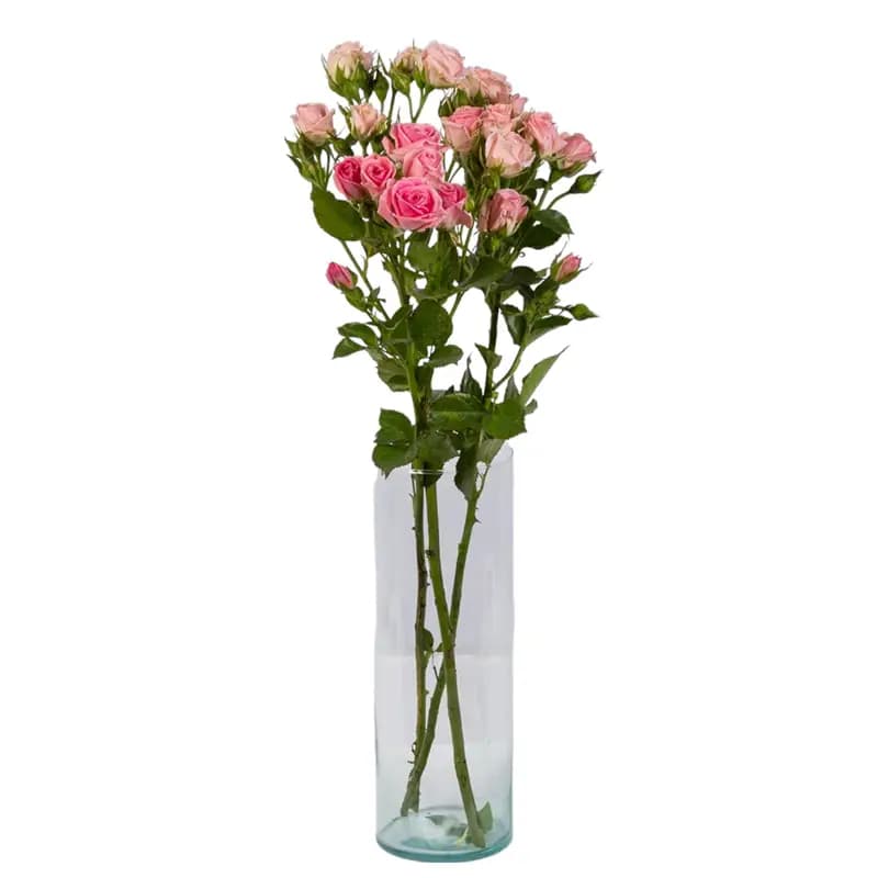 گل رز مینیاتوری (خوشه ای)