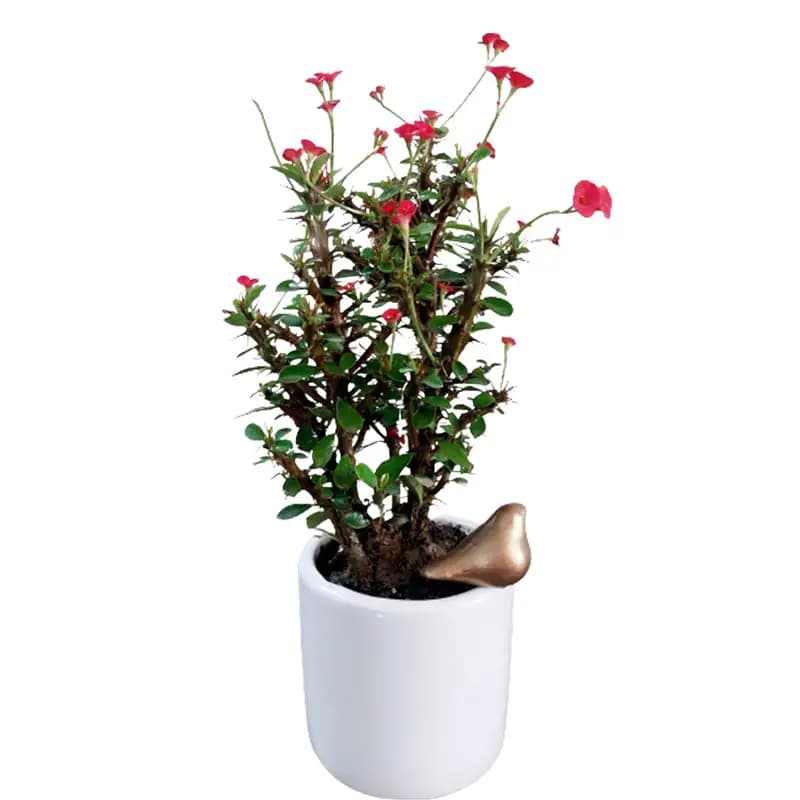 گل مرجان مینیاتوری