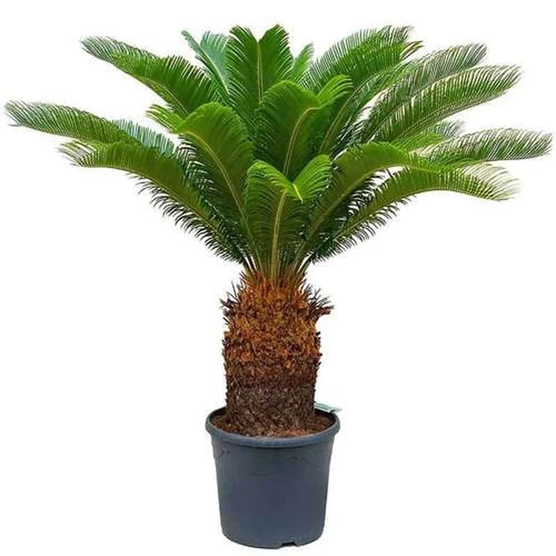 گل سیکاس
