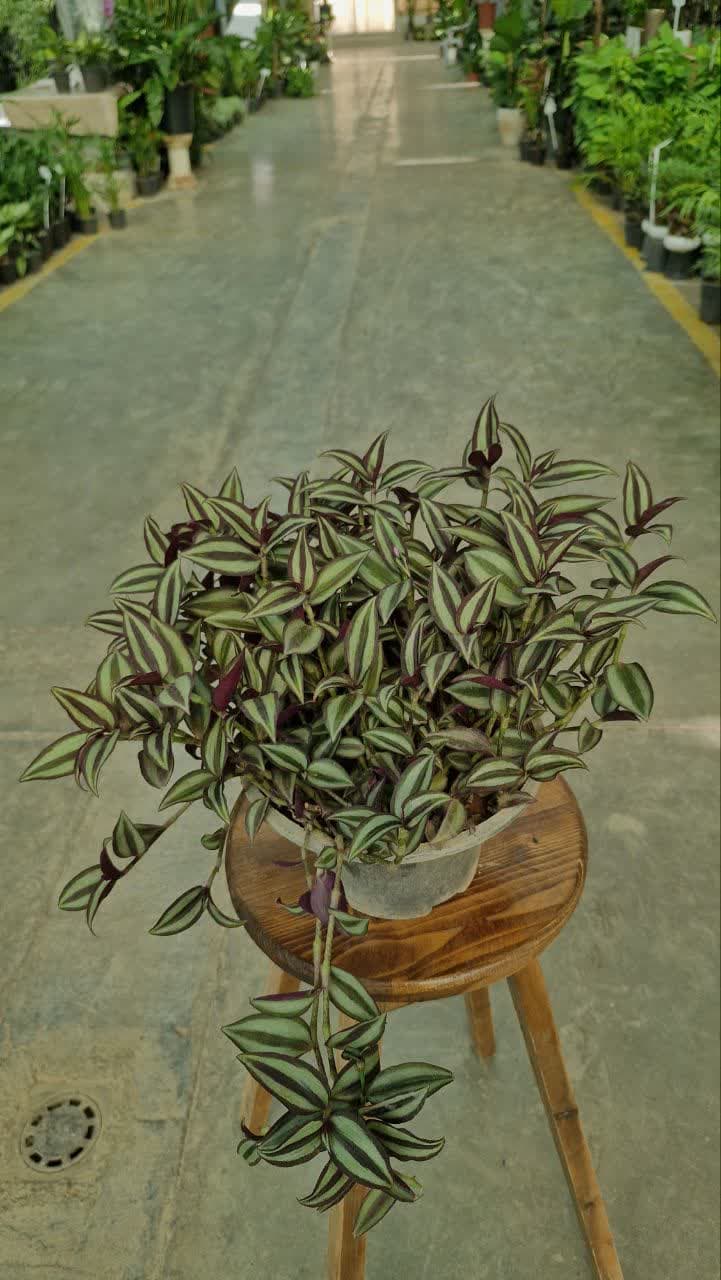 گل برگ بیدی — تصویر ۲