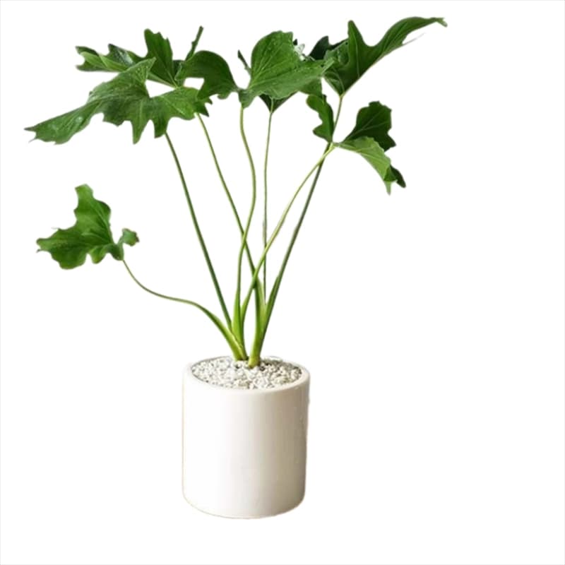 گل انجیری فر