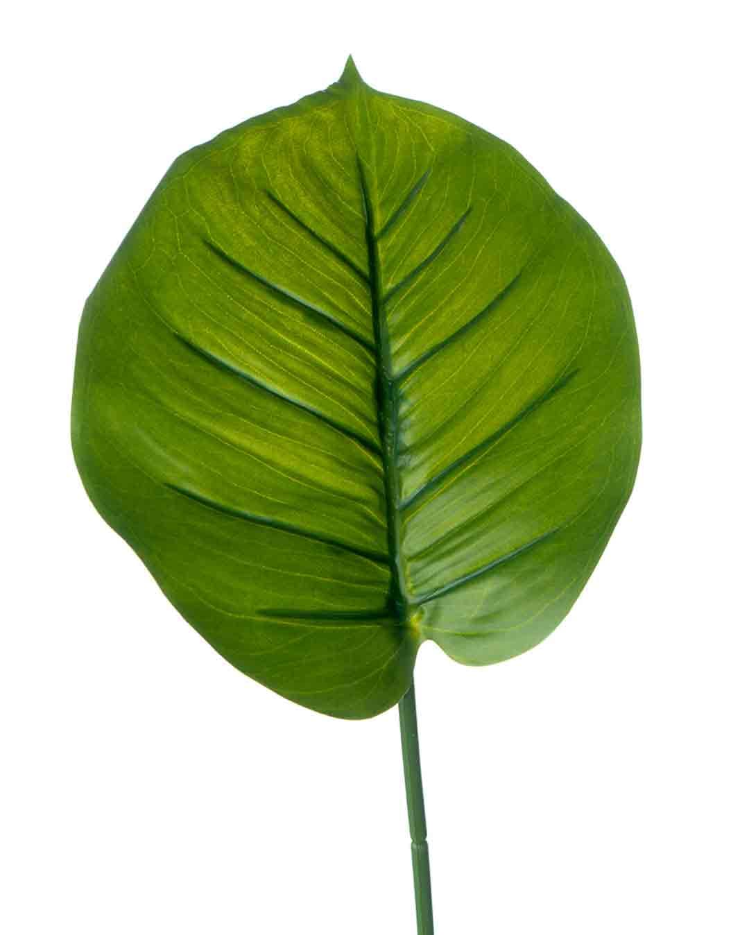 برگ پتوس
