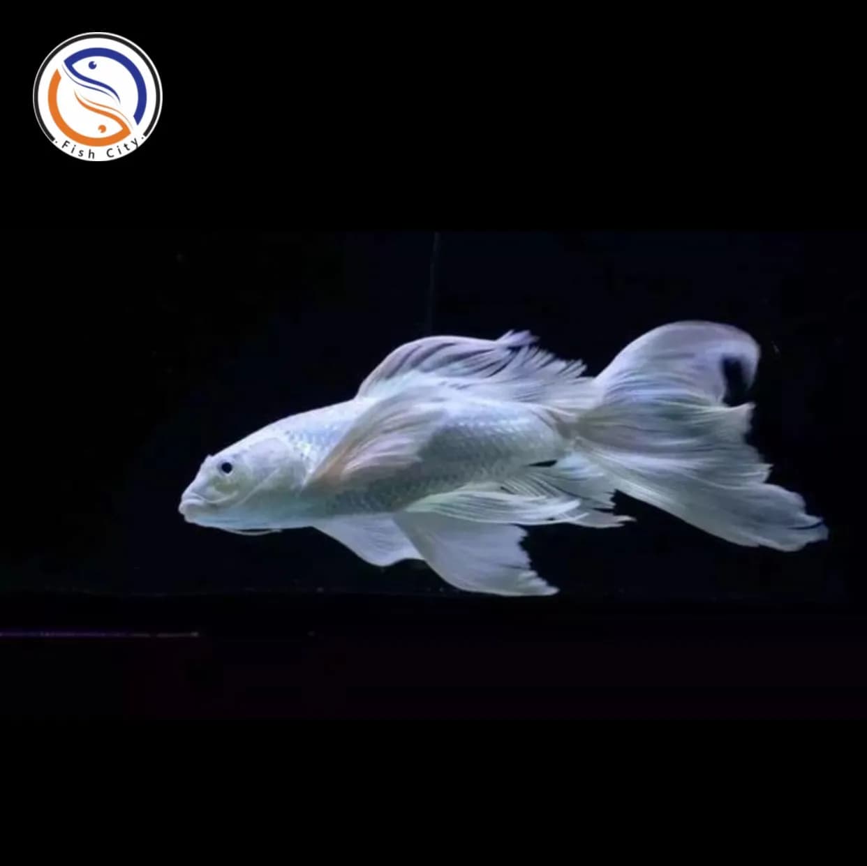 ماهی کوی پلاتینیوم باله بلند و کوتاه سایز 8-7 سانت